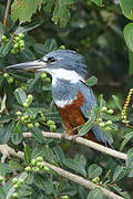 Ringed Kingfisher