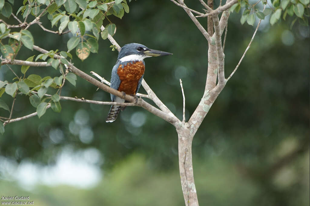 Ringed Kingfisher male adult, close-up portrait