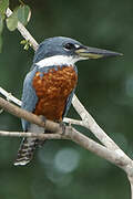 Ringed Kingfisher