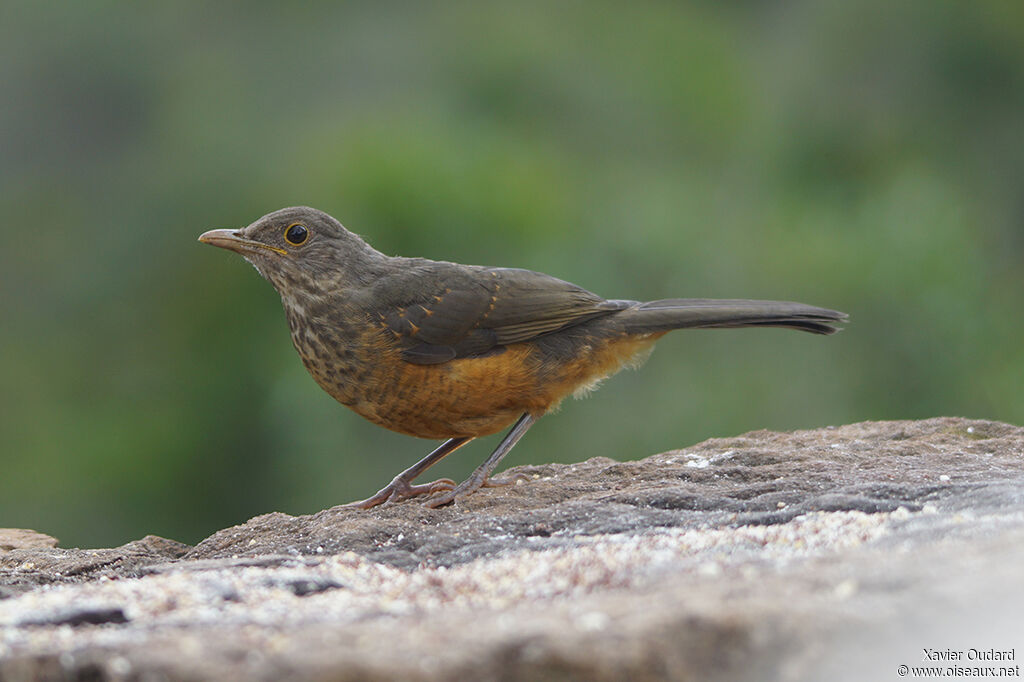 Rufous-bellied Thrushjuvenile