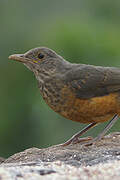 Rufous-bellied Thrush