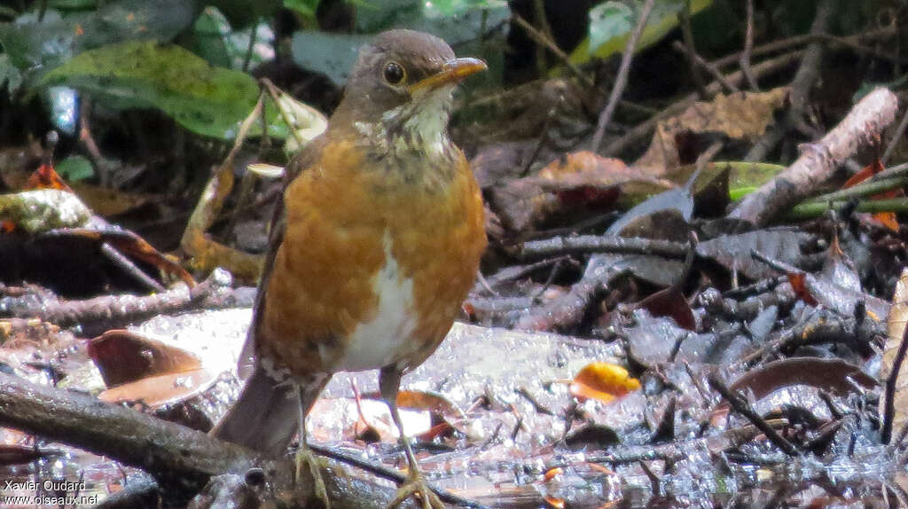 Izu Thrush female