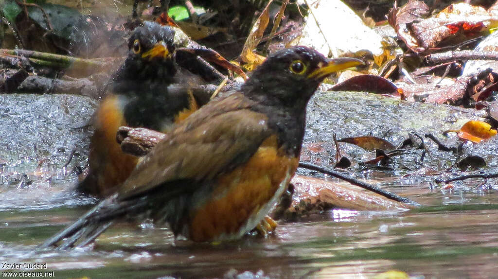 Izu Thrush male