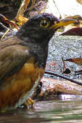 Izu Thrush