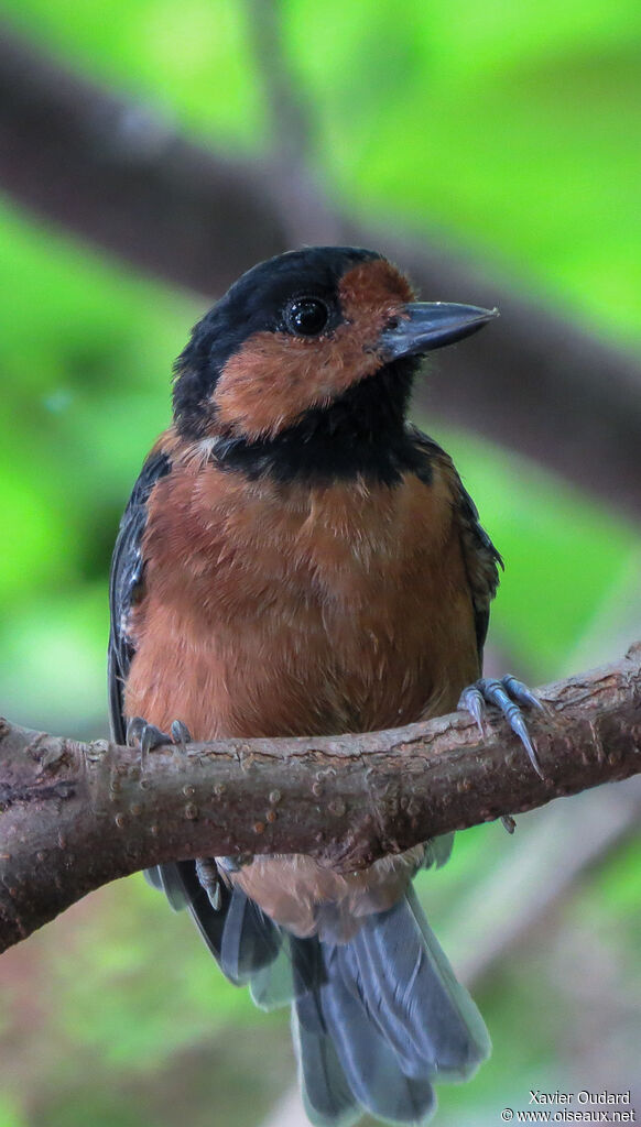 Mésange variée