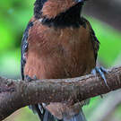 Mésange variée