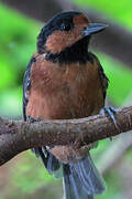 Varied Tit