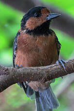 Mésange variée