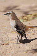 Brown-backed Mockingbird