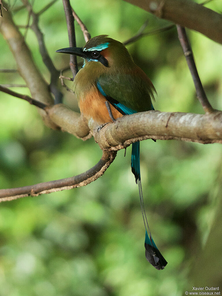 Motmot à sourcils bleus