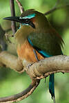 Motmot à sourcils bleus