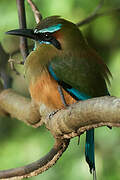 Turquoise-browed Motmot