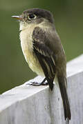 Black-capped Flycatcher