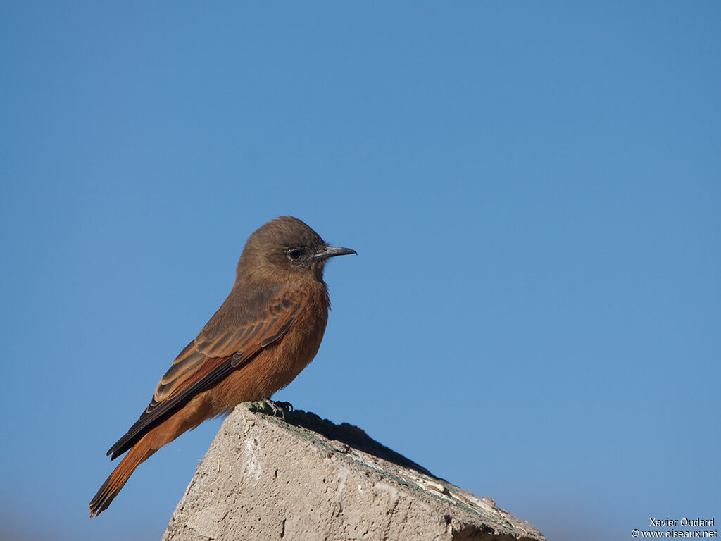 Cliff Flycatcher