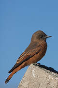 Cliff Flycatcher