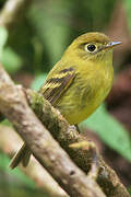 Yellowish Flycatcher