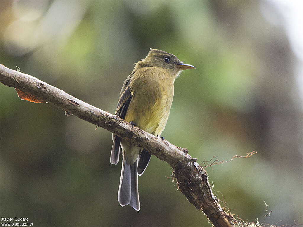 Ochraceous Pewee