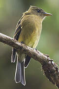 Ochraceous Pewee