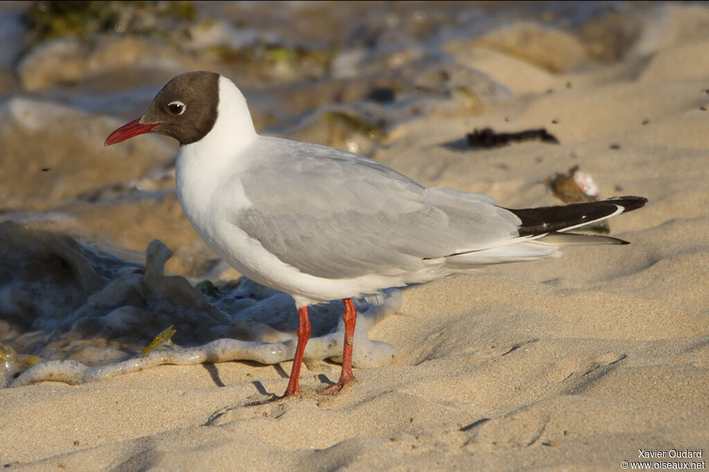 Mouette rieuseadulte nuptial