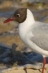 Mouette rieuse