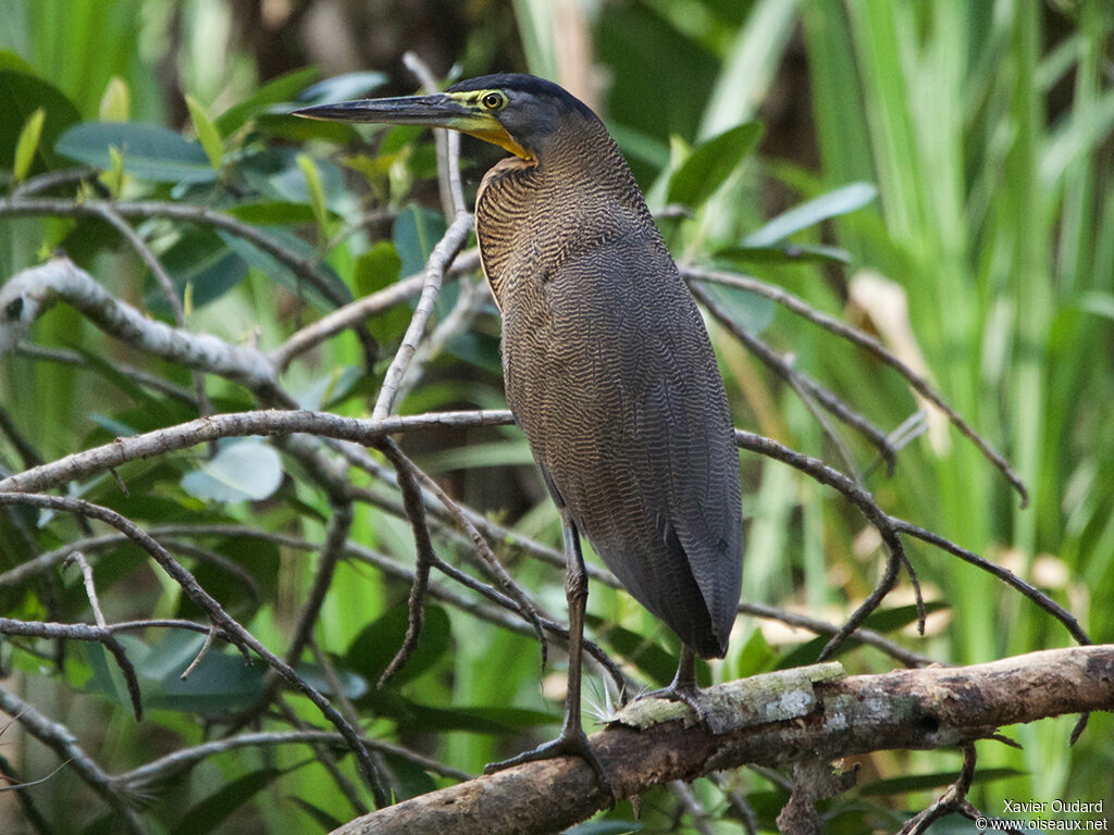 Bare-throated Tiger Heron