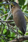 Bare-throated Tiger Heron