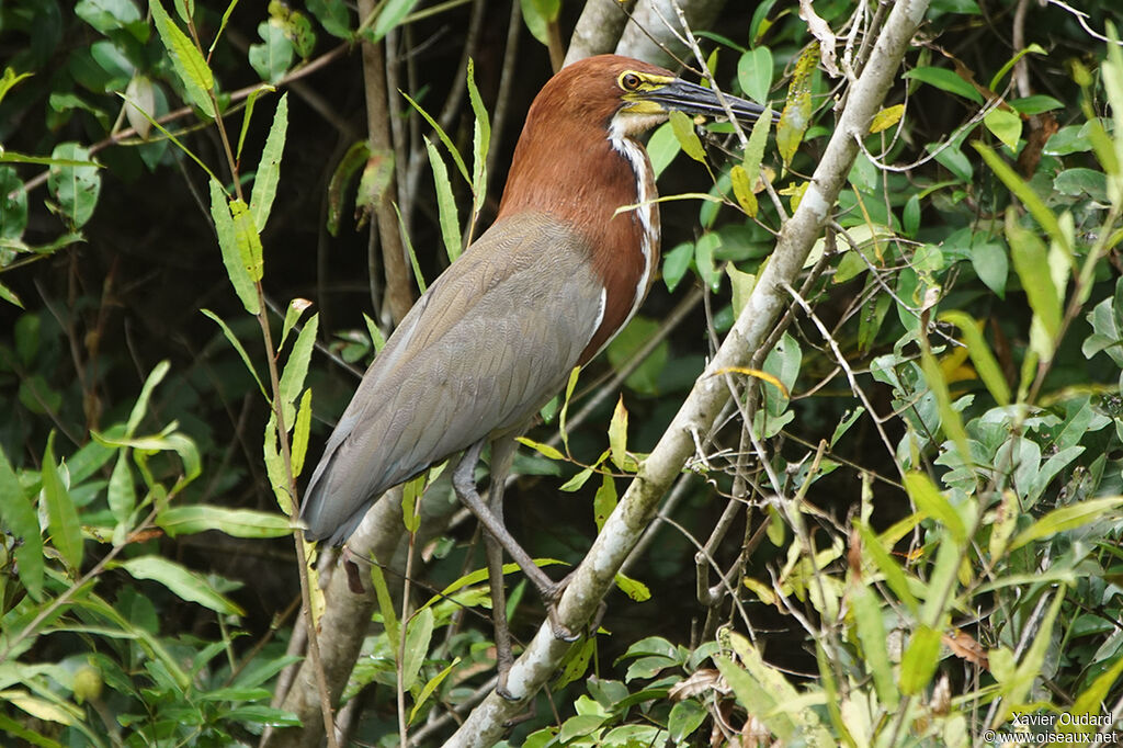 Rufescent Tiger Heron