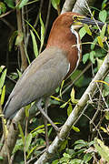 Rufescent Tiger Heron