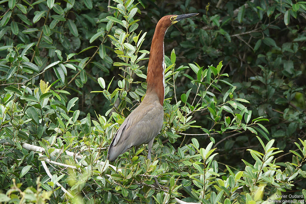 Rufescent Tiger Heron