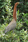 Rufescent Tiger Heron