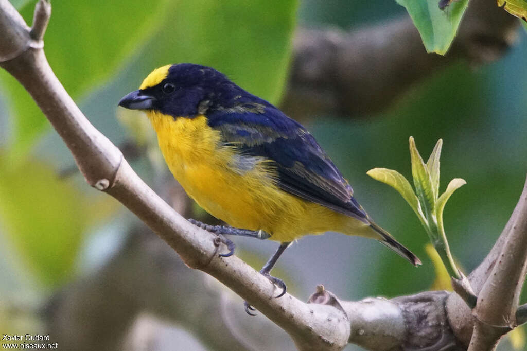 Thick-billed Euphonia male subadult transition, identification