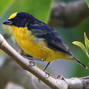 Thick-billed Euphonia