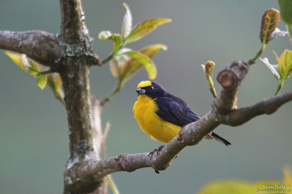 Thick-billed Euphonia male