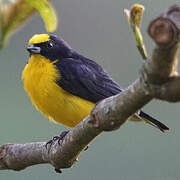 Thick-billed Euphonia