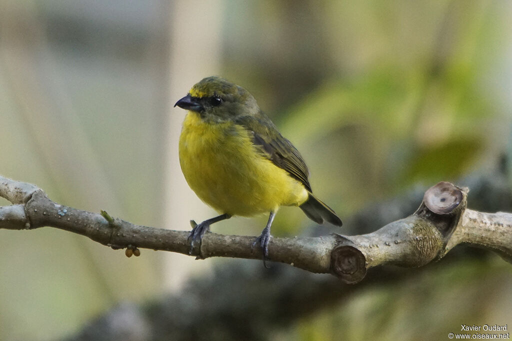 Thick-billed Euphonia female