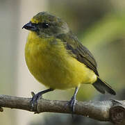 Thick-billed Euphonia