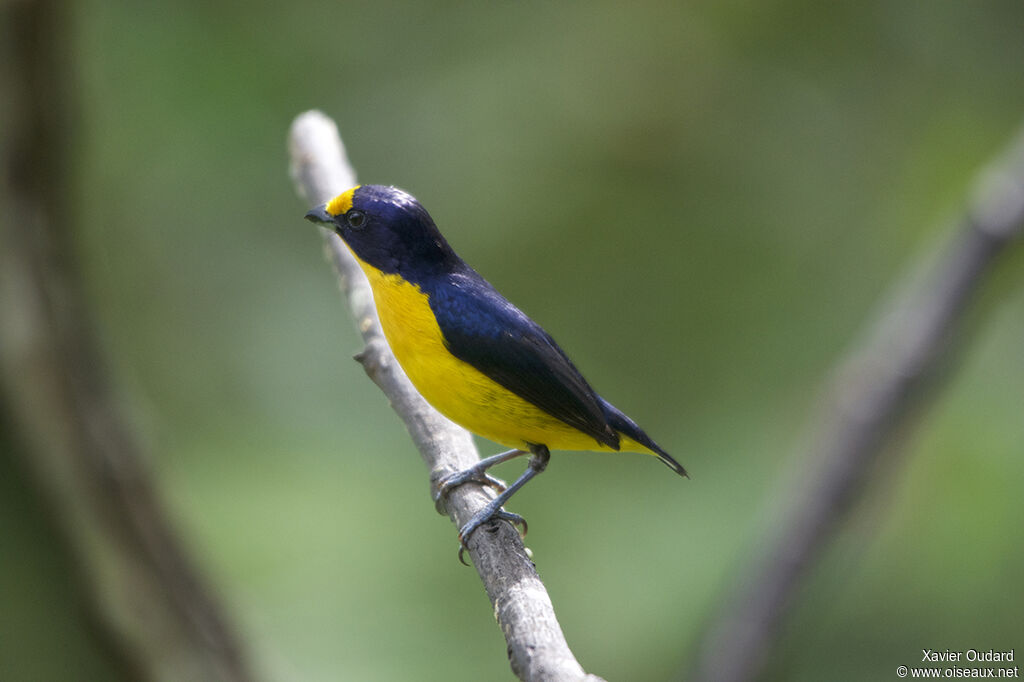 Violaceous Euphonia