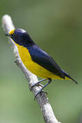 Violaceous Euphonia