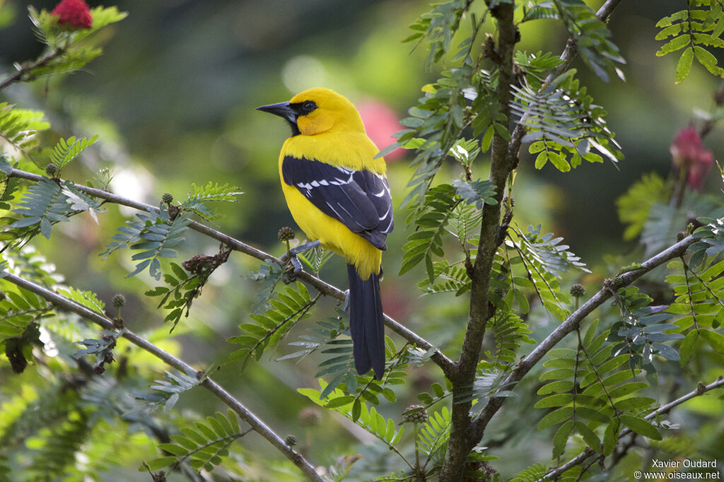 Yellow Oriole