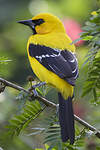 Oriole jaune