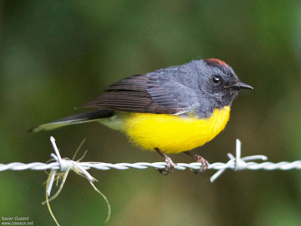 Slate-throated Whitestartadult, identification