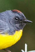 Slate-throated Whitestart