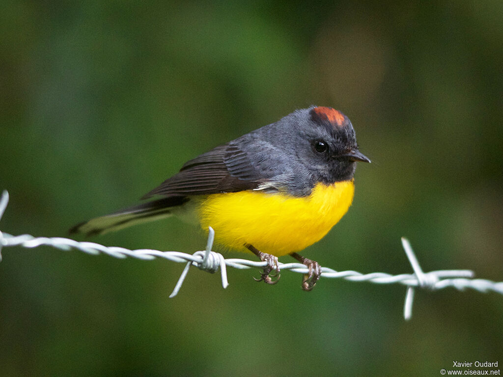 Paruline ardoisée