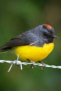 Slate-throated Whitestart