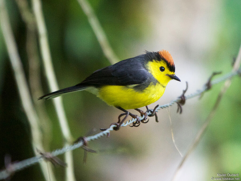 Paruline ceinturée