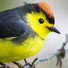 Paruline ceinturée