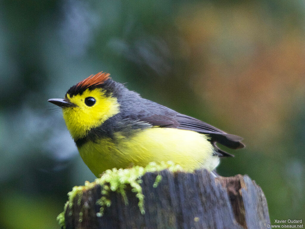 Paruline ceinturée