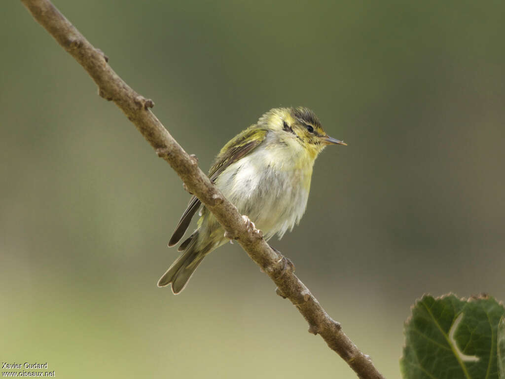 Tennessee Warbler, identification