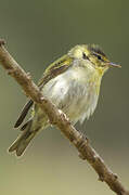 Tennessee Warbler