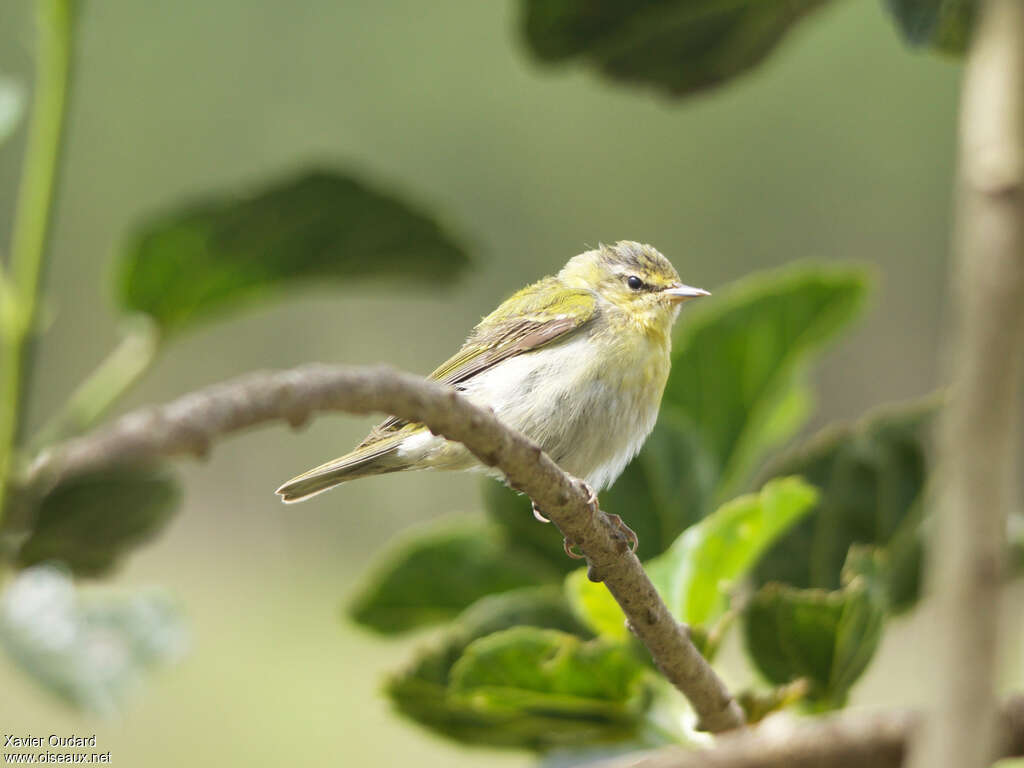 Tennessee Warbler male First year, identification